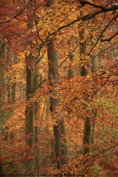 autumn colour Picture Board by Simon Johnson