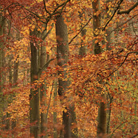 Buy canvas prints of autumn colour by Simon Johnson