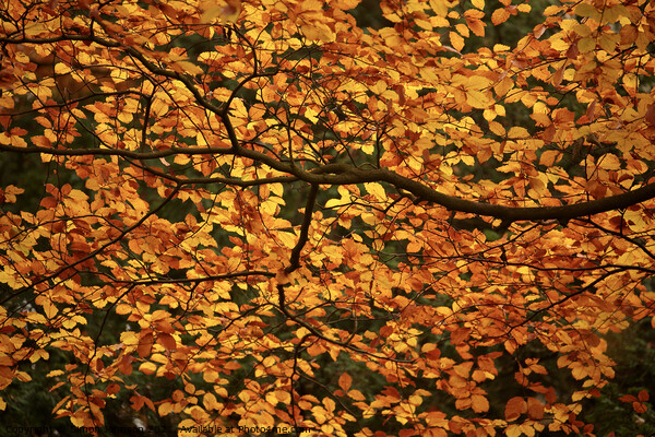 sunlit Beech leaves Picture Board by Simon Johnson