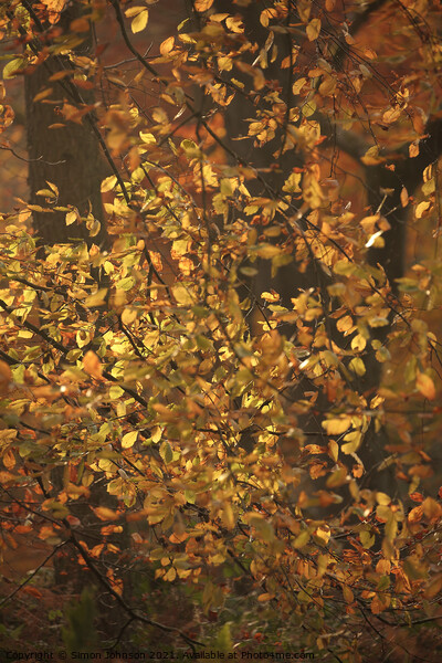 Dancing sunlit Beech leaves Picture Board by Simon Johnson