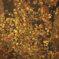 Buy canvas prints of Dancing sunlit Beech leaves by Simon Johnson