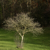 Buy canvas prints of sunlit tree  by Simon Johnson