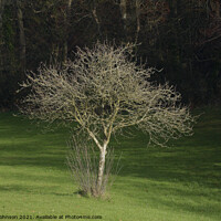 Buy canvas prints of sunllit tree by Simon Johnson