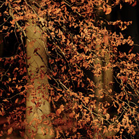 Buy canvas prints of sunlit Beech Leaves by Simon Johnson