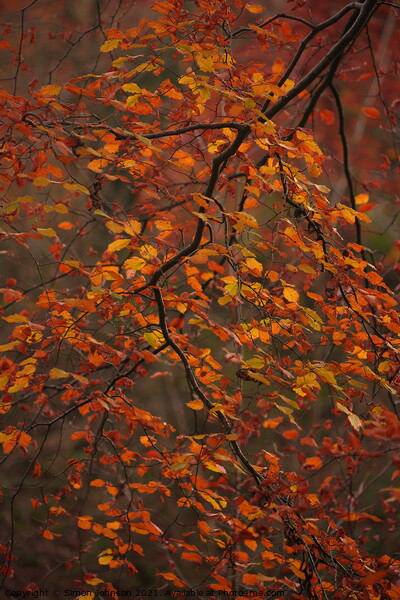 Autumn beech leaves Picture Board by Simon Johnson