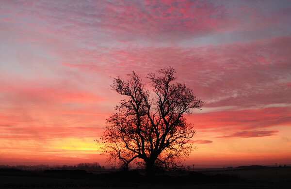 Tree at Sunrise Picture Board by Simon Johnson