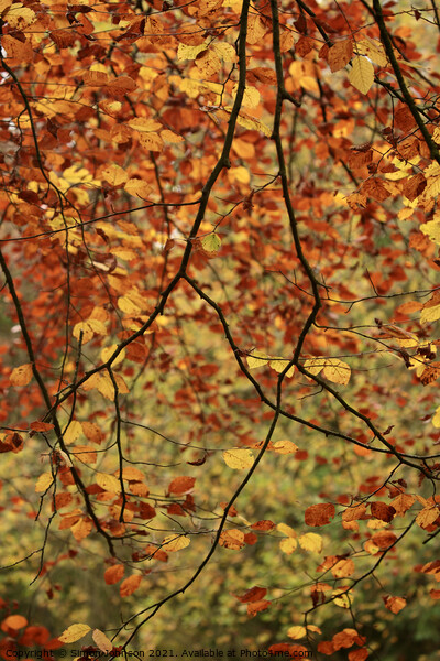 Autumn Beech leaves Picture Board by Simon Johnson