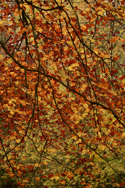 Autumn Leaf Curtain Picture Board by Simon Johnson