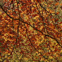 Buy canvas prints of Autumn Leaf Curtain by Simon Johnson