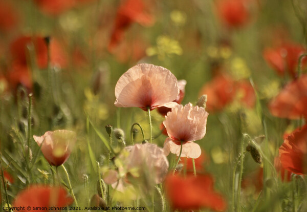 Poppy Flowers Picture Board by Simon Johnson