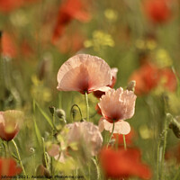 Buy canvas prints of Poppy Flowers by Simon Johnson