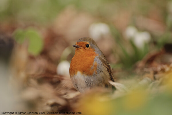 Christmas Robin Picture Board by Simon Johnson
