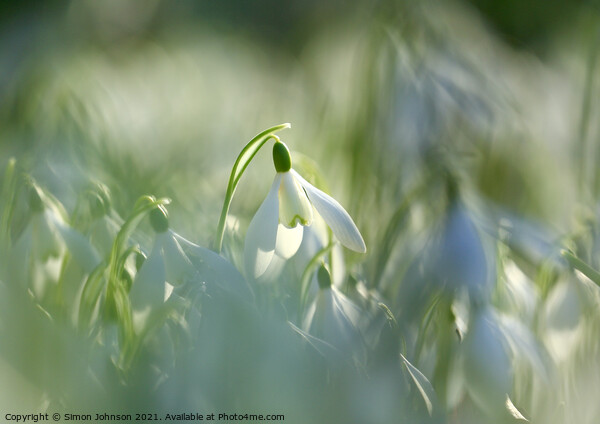 One snowdrop amongst many Picture Board by Simon Johnson