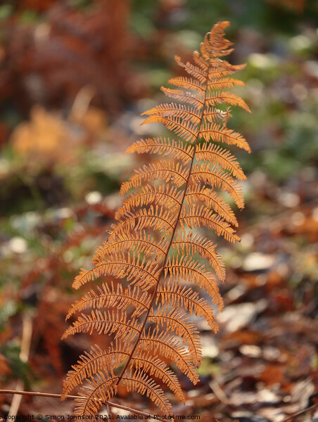 Autumn fern Picture Board by Simon Johnson
