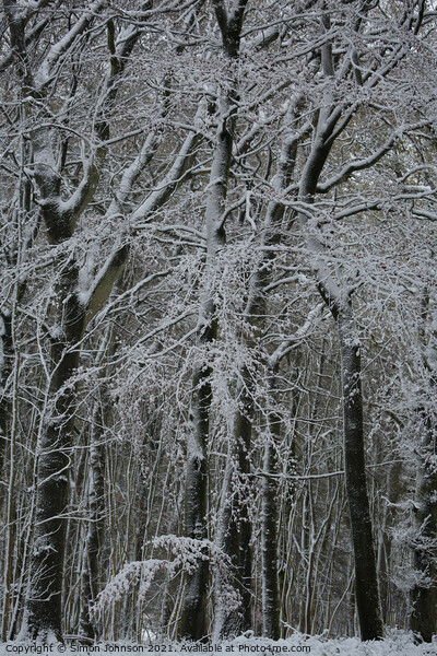 Winter woodland architecture  Picture Board by Simon Johnson
