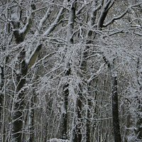 Buy canvas prints of Winter woodland architecture  by Simon Johnson