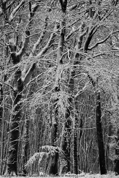  winter woodland architectures Monochrome  Picture Board by Simon Johnson