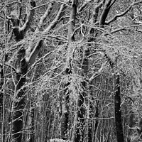 Buy canvas prints of  winter woodland architectures Monochrome  by Simon Johnson