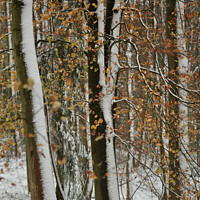 Buy canvas prints of Autumn leaves, winter snow by Simon Johnson