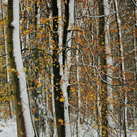 Buy canvas prints of Winter woodland and autumn leaves by Simon Johnson
