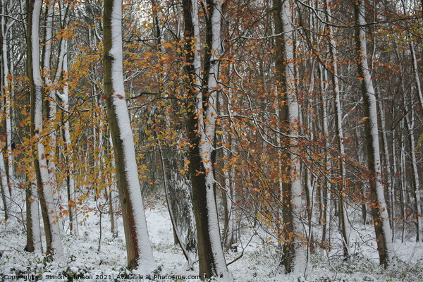 winter woodland Picture Board by Simon Johnson