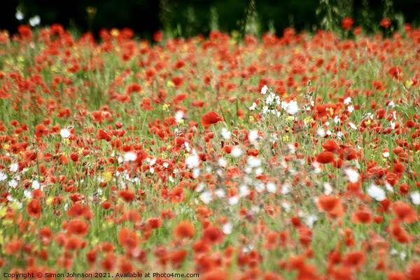 Poppy Field Picture Board by Simon Johnson