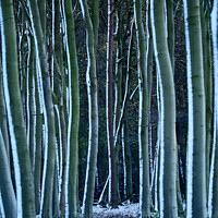 Buy canvas prints of Fosted tree trunks by Simon Johnson