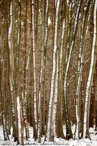 frosted tree trunks Picture Board by Simon Johnson