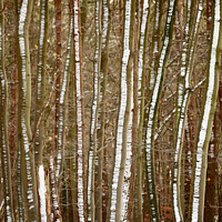Buy canvas prints of frosted tree trunks by Simon Johnson