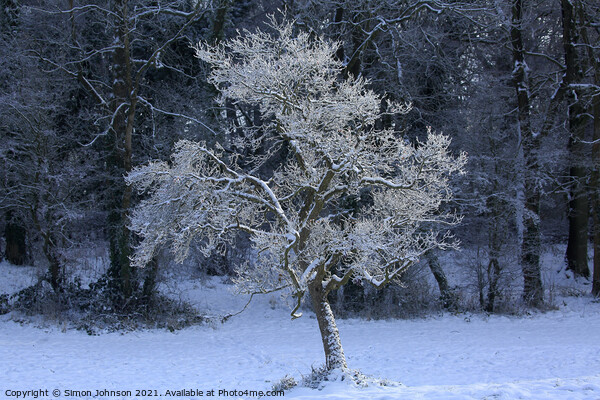 sunlit frosted tree Picture Board by Simon Johnson