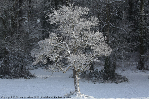 sunlit  frosted tree Picture Board by Simon Johnson