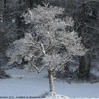 Buy canvas prints of sunlit  frosted tree by Simon Johnson
