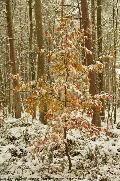 snow clad tree with autumn leaves Picture Board by Simon Johnson
