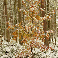 Buy canvas prints of snow clad tree with autumn leaves by Simon Johnson