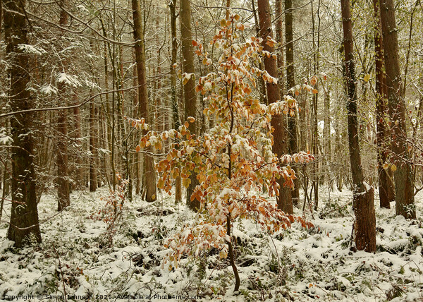  autumn leaves and woodland snow Picture Board by Simon Johnson