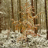 Buy canvas prints of  autumn leaves and woodland snow by Simon Johnson