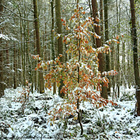 Buy canvas prints of snow clad beech tree by Simon Johnson