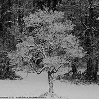 Buy canvas prints of woodland snow by Simon Johnson