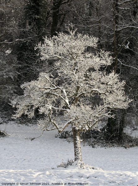 A tree with snow on the ground Picture Board by Simon Johnson