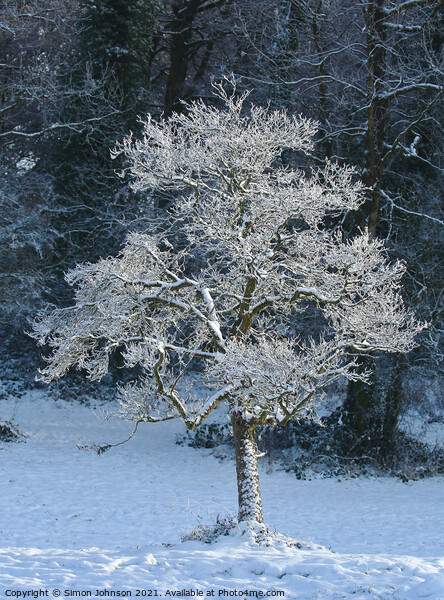 frosted tree Picture Board by Simon Johnson