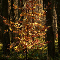 Buy canvas prints of Another golden Beech tree  by Simon Johnson