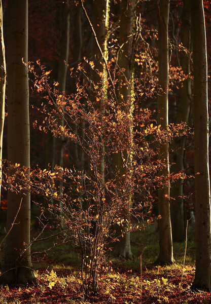 Sunlit Beech Tree Picture Board by Simon Johnson