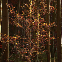 Buy canvas prints of Sunlit Beech Tree by Simon Johnson