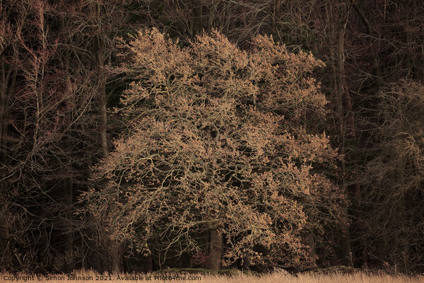  Sunit Oak  tree Picture Board by Simon Johnson