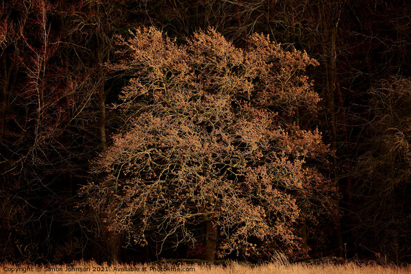 sunlit Oak Tree Picture Board by Simon Johnson