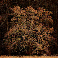 Buy canvas prints of sunlit Oak Tree by Simon Johnson