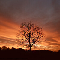 Buy canvas prints of sunrise tree by Simon Johnson