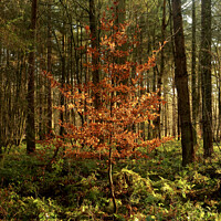 Buy canvas prints of Plant tree by Simon Johnson