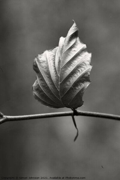 Isolated Beech leaf Picture Board by Simon Johnson