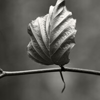 Buy canvas prints of Isolated Beech leaf by Simon Johnson